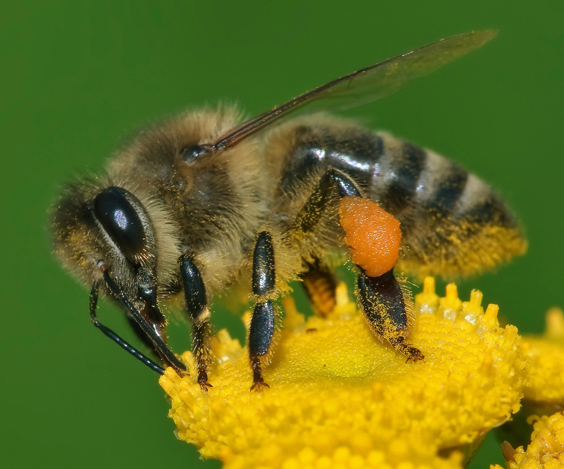 Bee image