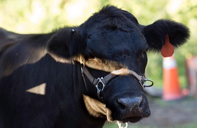 cow